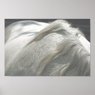 Poster Arquivo de Cinzas de Mare de HORSES Mane Flea Bitt