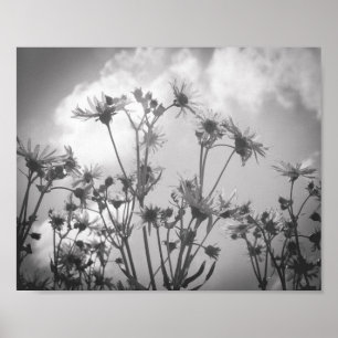 Poster Arquivo de Flores do Dia da Margarida Negro e Bran