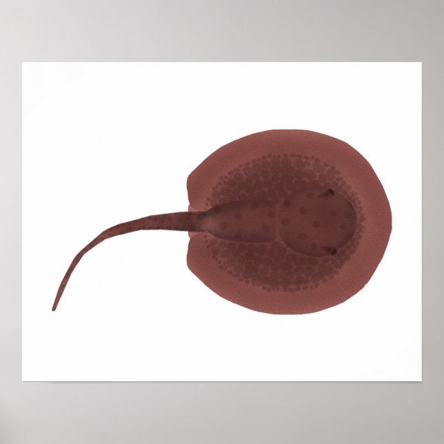 Poster arraia-do-rio-espinhosa (Frente)