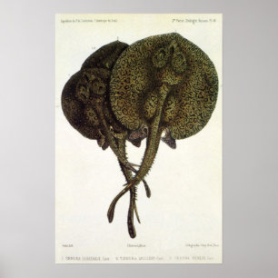 Póster Arraias-lixas dos raios de Sting do vintage,