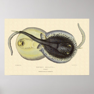 Póster Arraias-lixas manchadas vintage, animais marinhos