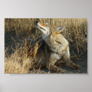 Póster Arranhando R17 Coyote