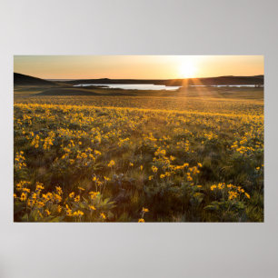 Poster Arranjo de Flores Silvestres de Balsamroot de Folh