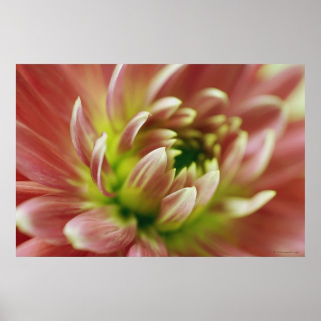 Póster Arranque de uma flor 2 (Frente)