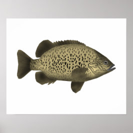 Poster Arrastão de Carvão