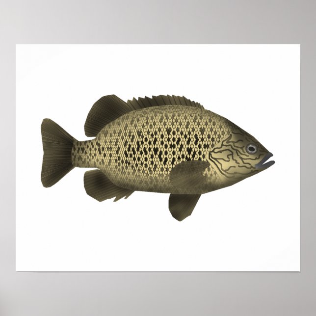 Poster Arrastão de Carvão (Frente)