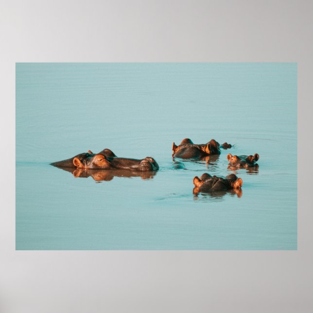 POSTER ARREFECIMENTO DE HIPPOS NA BARRAGEM (Frente)