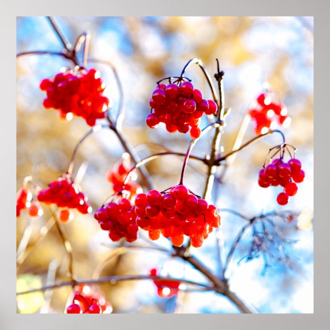 Poster Arrowwood Berries (Frente)