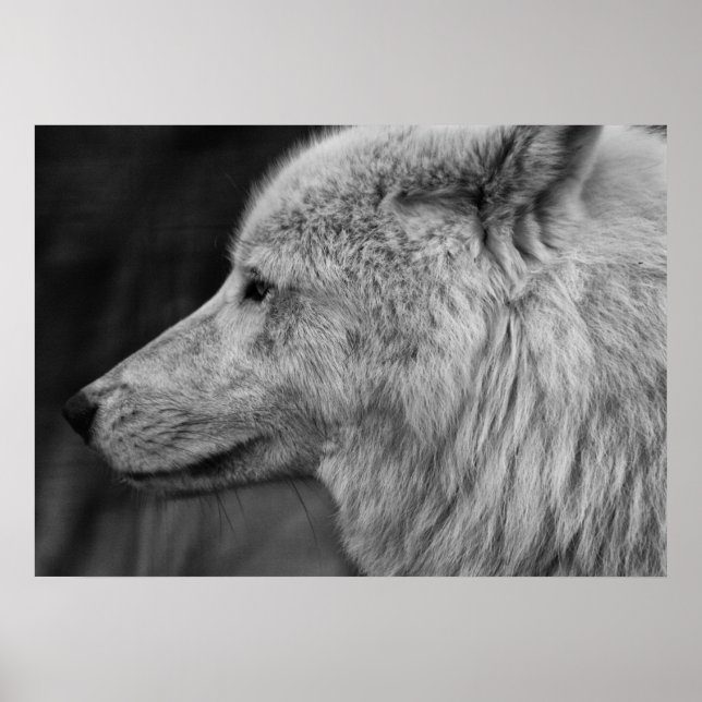 Poster Artc Wolf (Frente)