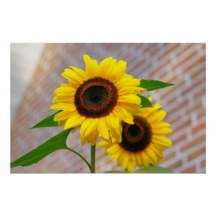 Póster Arte Amarelo Girassol Melhor Fotos de Girassol