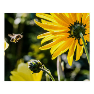 Póster Arte Amarelo Girassol Melhor Fotos de Girassol