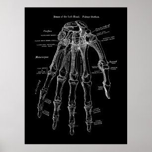 Poster Arte Anatomia Óssea Humana