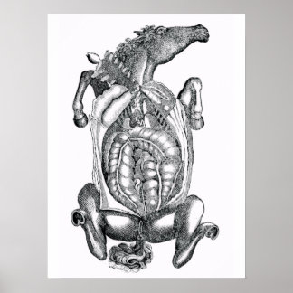 Póster Arte Anatômica da Barriga do Cavalo