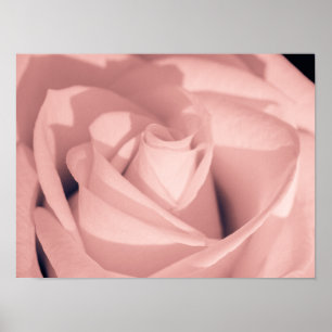Poster Arte Arquivística de Rosa Rosa Romântica