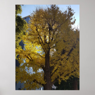 Poster Arte Através da Lente