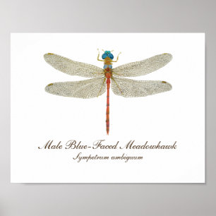 Póster Arte Azul-Enfrentada da libélula de Meadowhawk