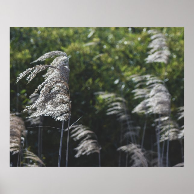 Poster Arte Botânica Abstrata Moderna – Formas da Naturez (Frente)