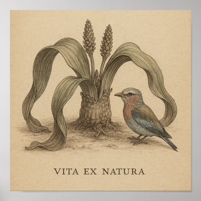 Poster Arte Botânica Africana com Vida Vegetal do Deserto (Frente)