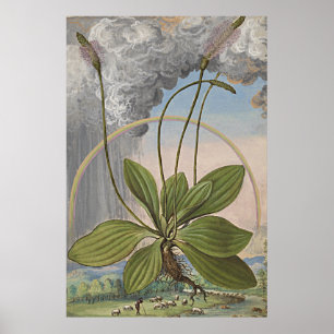 Póster Arte botânica antiga Plaintain Broadleaf