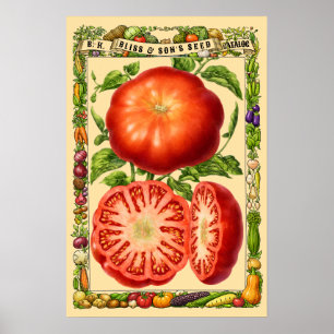 Poster Arte Botânica da Era Vitoriana do Tomate Vermelho 