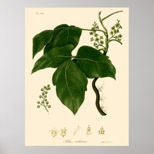 Poster Arte Botânica da Era Vitoriana Vintage da Hera Ven