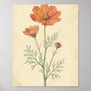 Poster Arte Botânica da Flor e do Botão do Cosmos Coral