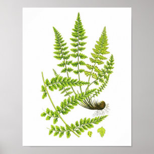 Póster Arte botânica da natureza verde antiga do