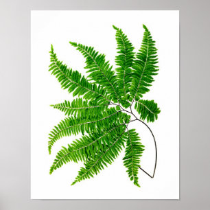 Póster Arte botânica da natureza verde antiga do