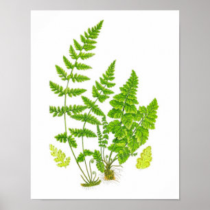 Póster Arte botânica da natureza verde antiga do