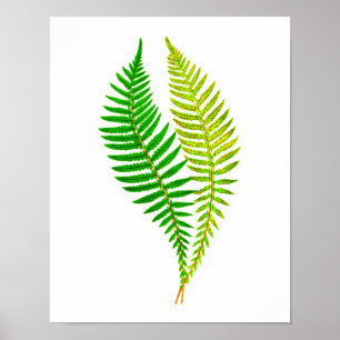 Póster Arte botânica da natureza verde antiga do