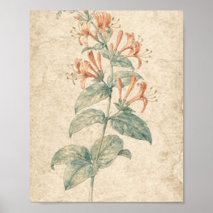 Poster Arte Botânica da Trepadeira Coral Honeysuckle