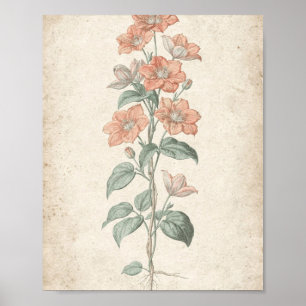 Poster Arte Botânica da Videira Clematite Coral