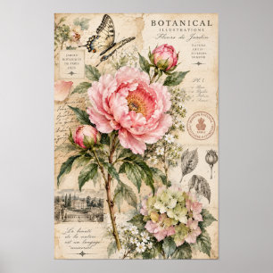 Poster Arte Botânica de Borboleta Peônia Rosa Antiga na P