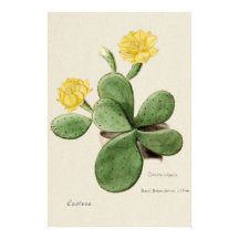 Arte Botânica de Flor Amarelo Cactus