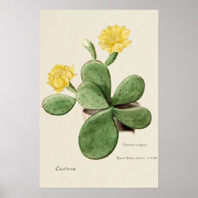 Poster Arte Botânica de Flor Amarelo Cactus (Frente)