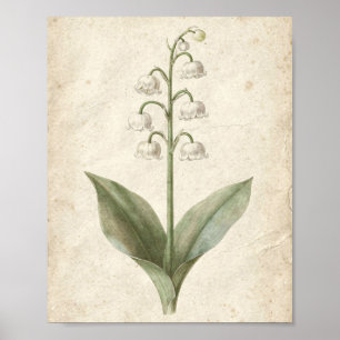Poster Arte Botânica de Flor de Lírio do Vale