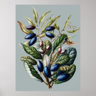 Poster Arte Botânica de Frutas Azuis Vintage de Sarah Fea