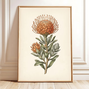 Poster Arte Botânica de Leucospermum para Parede de Casa