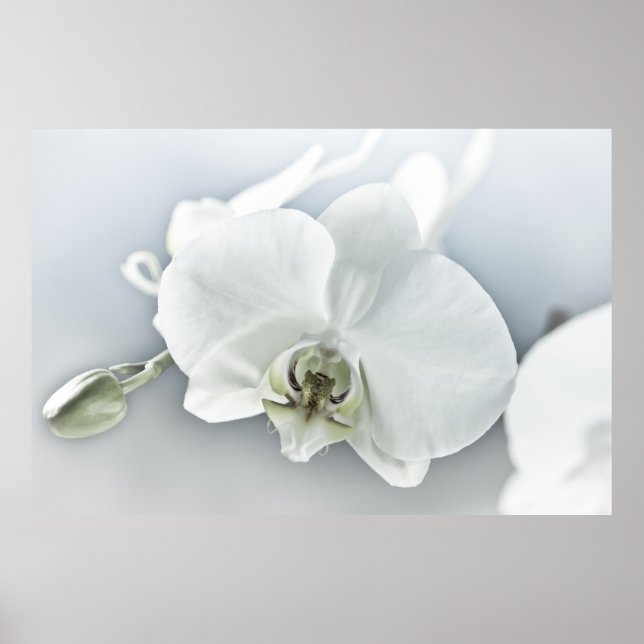 Poster Arte Botânica de Orquídea Branca Elegante (Frente)