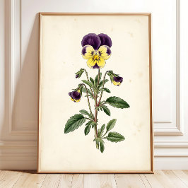 Poster Arte Botânica de Pansy para Parede de Casa de Camp
