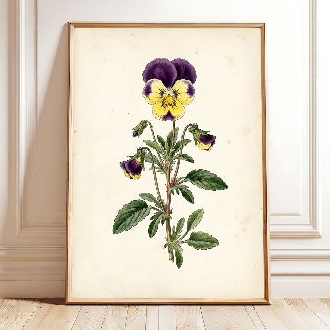 Poster Arte Botânica de Pansy para Parede de Casa de Camp (Criador carregado)
