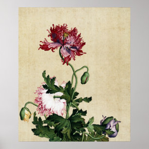 Poster Arte Botânica de Papoula Vermelha Chinesa Vintage