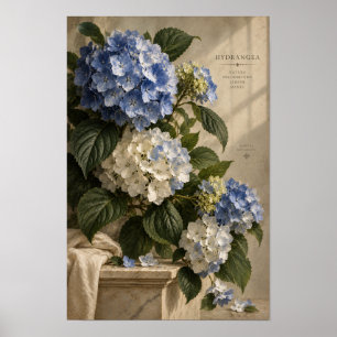 Poster Arte Botânica de Parede de Hortênsia Azul Vintage