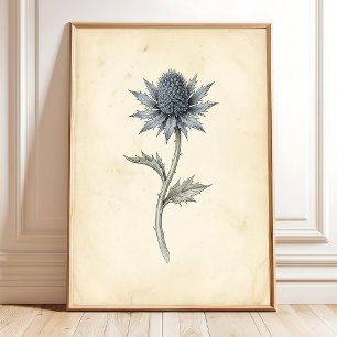 Poster Arte Botânica de Sea Holly em Parede Vintage