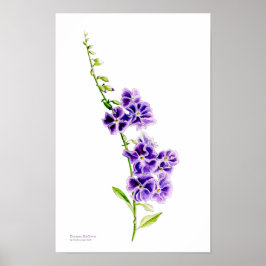 Poster Arte botânica de skyflower roxo por Sarah Trett
