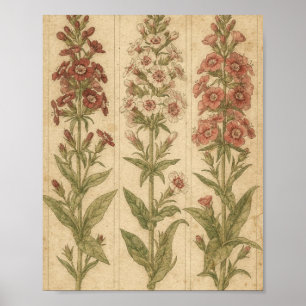 Poster Arte Botânica de Sweet William