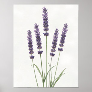 Poster Arte Botânica em Aquarela de Campos de Lavanda na 