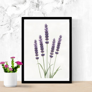 Poster Arte Botânica em Aquarela de Campos de Lavanda na