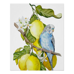 Póster Arte Botânica em Aquarela de Periquito Azul em Lar