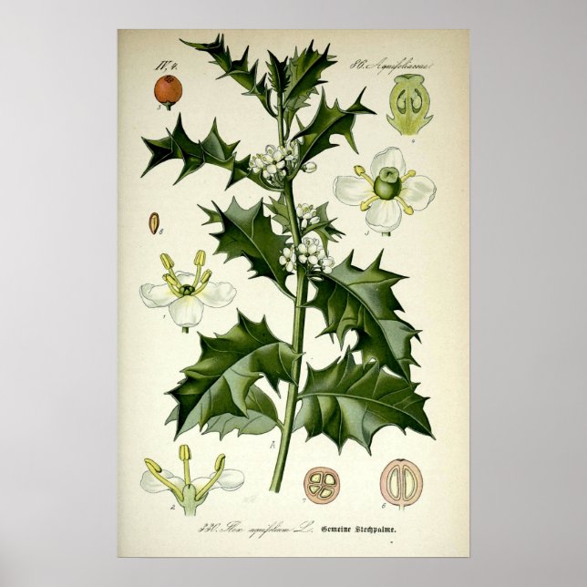 Poster Arte Botânica Vintage de Holly (Frente)